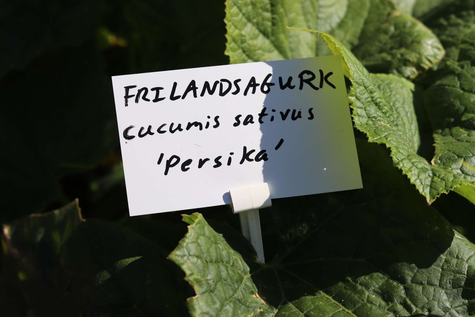 frilandsagurk haven Hotel- og Restaurantskolen