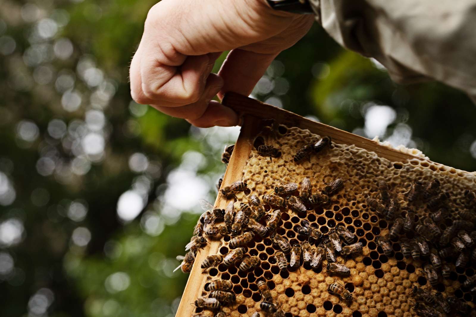 bier Hotel- og Restaurantskolen