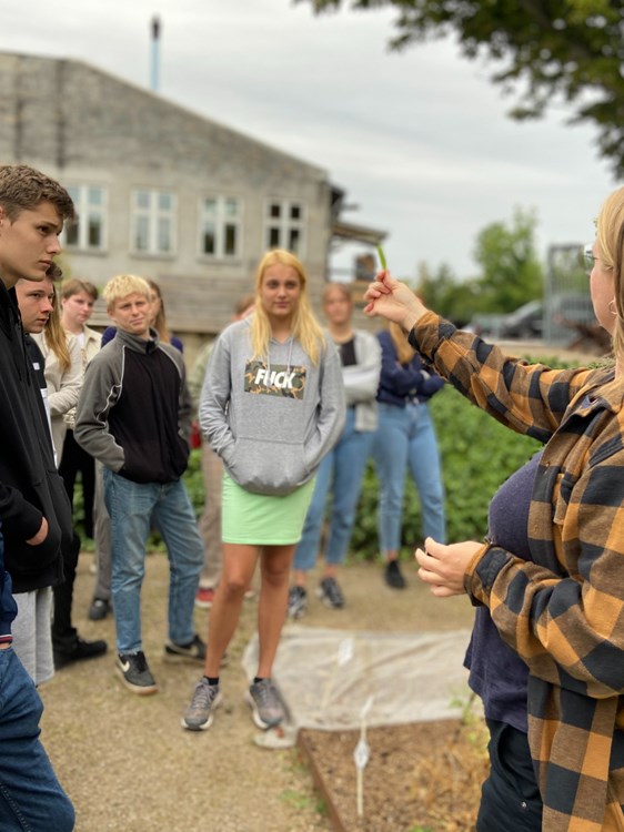 I vores byhave på Hotel- og Restaurantskolen dyrker vi økologiske grøntsager og krydderurter.