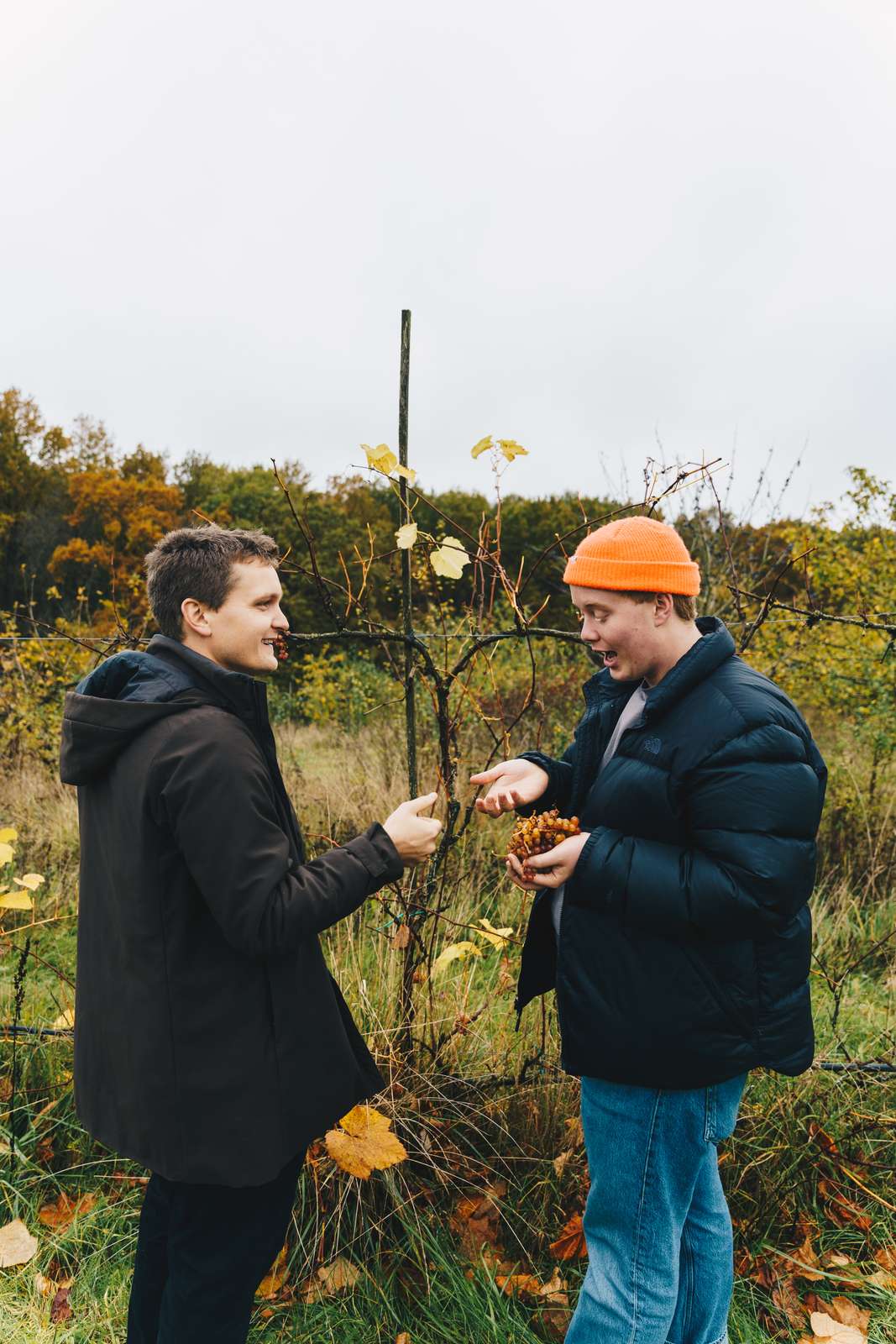 Elever på besøg i marken hos Æblerov med vindruer i hånden