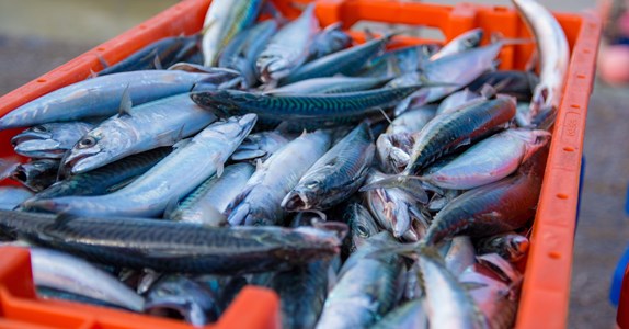 Friskfanget fisk ligger samlet i en kasse.