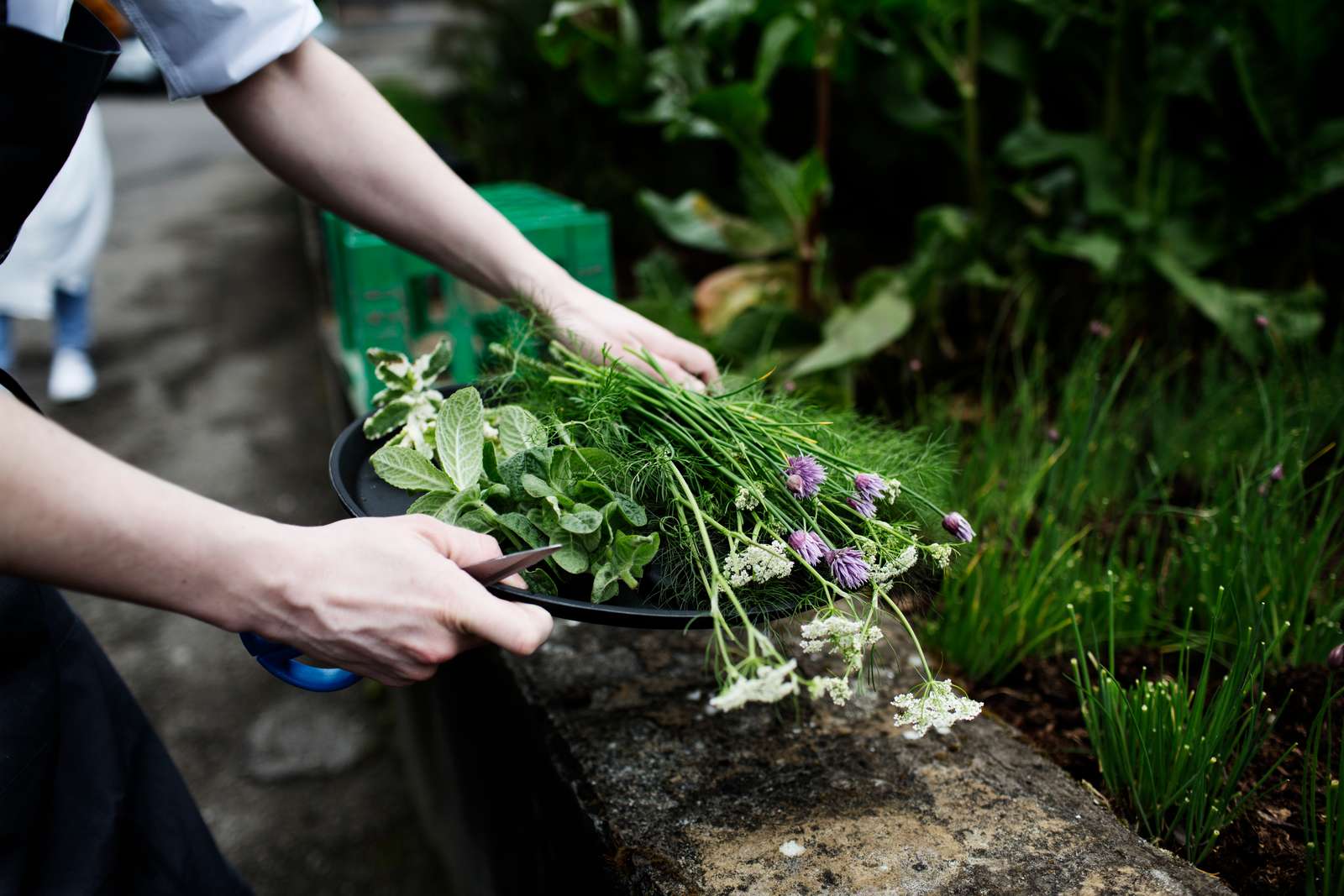 elev plukker urter i haven Hotel- og Restaurantskolen